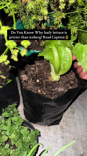 Why Leafy Lettuce is More Expensive than Iceberg