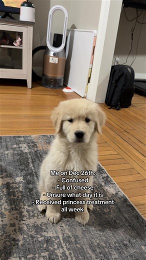 Who am I #fyp #goldenretrieversoftiktok #goldenretrieverpuppy #dogsoftiktok #puppytiktok