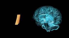 BRAIN-Lamina Terminalis 3D Parts Stock Footage - Video of imaging, healthcare: 157148140