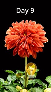9.9K views · 95 reactions | Dahlia blooming time lapse!  . #dahlia #blooming #timelapse #flowers #macro | Interesting as FCK | Facebook