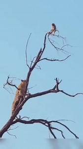 Clever Monkey | Skin ZW