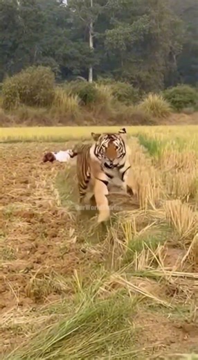 Tiger Changes Target 😳🐅 | टाइगर का रुख बदला