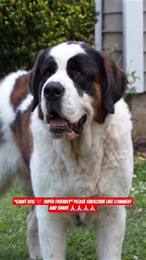 🐶 Saint Bernard Dog – Gentle Giant Family Protector #shorts #ashishsaxena