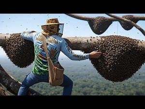 Wild Honey Harvesting | Tree Climbing Skills Without Fear Of Heights