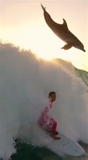 Dolphin Backflips During Perfect Surf Ride!
