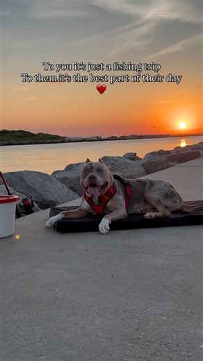 19 reactions · 96 comments | Just living the life ❤️ Azrael is wearing @lg_dog_accessories supreme harness | code: RXB10 #bulliesofinstagram #fyp #dogsofinstagram #explorepage #dogsofig #americanbully #xlbully #bullylovers #bullylife #petsofig #merles #merlesofinstagram #merlestud #merlebully #dogsonadventures | Righteous XL Bullies | Facebook