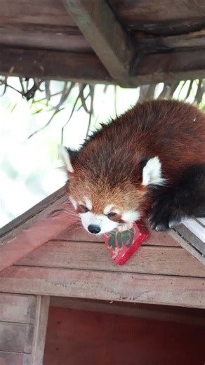 Red Panda Care and Behavior: Cute Wild Animal Facts