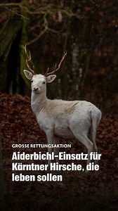 2.9K views · 22 reactions | Ein aufgelassenes Wildgatter in Maiernigg...