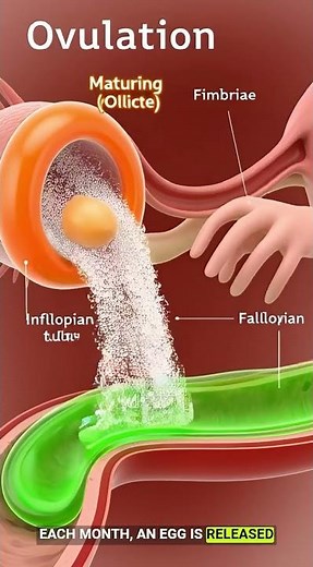 Female Reproductive System 3D Animation | Detailed Anatomy Explained