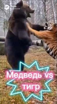 Bear vs Tiger: The Ultimate Strength Showdown