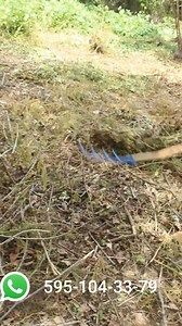 4.2K views · 35 reactions | SOMOS FABRICANTES Y ENVIAMOS A TODO MEXICO PIDELA POR MENSAJE O MANDANOS UN WATSAP AL 5951043379 SOMOS FABRICANTES DE VARIAS HERRAMIENTAS Y MAQUINARIA PARA EL CAMPO PIDE NUESTRO CATALOGO ENVIANDONOS UN WATSAP AL 5951043379 . | Diseño Metalico Ixtepec | Facebook