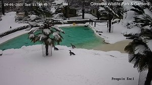 Penguin keeper falls into water at Cotswold Wildlife Park