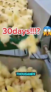 🚨 Have you ever wondered how the chicken you eat is really raised? This video shows the entire process — from newborn chicks to full-grown broilers in just 30 days. 🐣 They start with vaccinations and beak trimming. 🥚 From Day 1–7 they’re fed high-protein food. 📈 Between Day 8–21 they gain weight extremely fast. 🍗 By Day 30 they reach market size thanks to controlled feeding and advanced genetics. What you're watching is the real industrial process behind most commercial chicken production. 