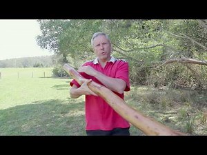 A Look Inside the Didgeridoo