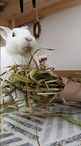 Bunny Enrichment Activity | Rustic Hay Bundles 🐰🌾 #rabbit #bunnies