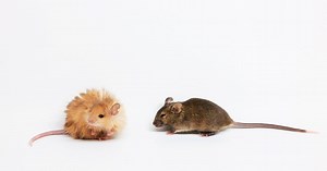 Scientists Just Created a ‘Woolly Mouse’ With Mammoth-Like Fur