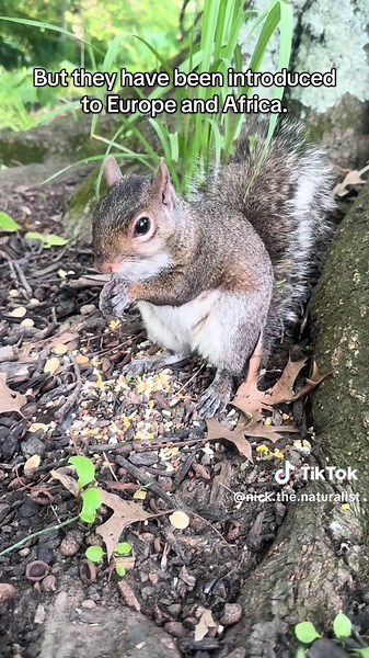3 Fascinating Facts About Eastern Grey Squirrels