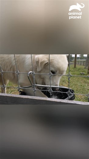Sadie y Mac se encuentran por primera vez en el refugio y ya parecen inseparables mientras juegan y se olfatean 🐕💛 #RefugioEnElGranero Descubre más contenidos como este en #HBOMax Suscríbete ahora https://bit.ly/MAX-AnimalPlanetLa | Animal Planet Latinoamérica