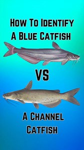 2K views · 29 reactions | Some catfish may look similar, but there’s...