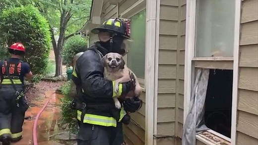 Firefighters rescue adorable dog from burning home