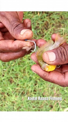 Using small fish as bait to catching a #Snakehead #fish | Kadal Raasa Fishing