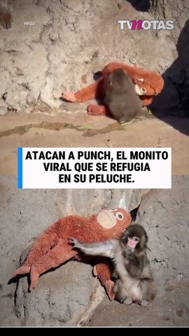 Punch, el mono bebé que busca consuelo en su peluche