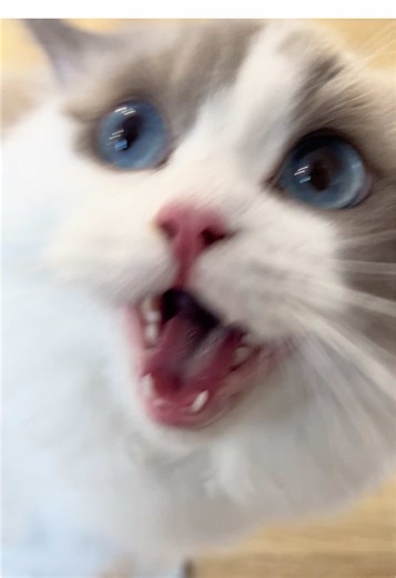 Our little chatterbox 😻🤍🐾 #fyp #ragdoll #ragdollcat #kitten #cattok