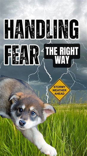 23K views · 249 reactions | I know it’s hard, but learn how to control your emotions so you can help your dog regulate theirs. Dogs need us to be calm and confident in these moments, not emotional alongside them. #dogpsychology #dogbehavior101 #fearfuldog #nervousdog #puppyproblems #puppytips #puppytraining101 | Leader Of The Pack K9 Training | Facebook