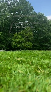 3.5K views · 19 reactions | Geese, super mean…. Can’t eat watermelon in peace, or corn…. When you raise your geese from babies and establish yourself as alpha, there are no mean geese. I have two out of 12 that do attack, but as you can see here, the sight of watermelon and they are all my big babies. | Homesteadonhedge | Facebook