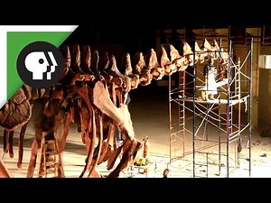Gigantic Dinosaur Skeleton Assembled in 60 Seconds!