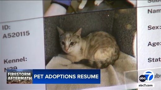 Dozens of cats and dogs displaced by last month's deadly Eaton Fire are now up for adoption at the Pasadena Humane Society. | ABC7 Morning Show