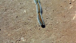 Microcosmos_(1996)[BDRip,1080p]_WiKi