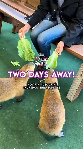 Want to give a holiday gift that the animal lover in your life won’t ever forget? You just found it! Jungle Bells returns THIS FRIDAY, and it’s bringing a festive lineup of animal encounters with it😍 A special opportunity to get up close and hands on with some of your favorite Animal Adventure residents, encounters are a bucket list item just waiting to be crossed off. Choose from four different interactive options: a capybara meet & greet, painting with penguins, hanging with our sloth crew, o