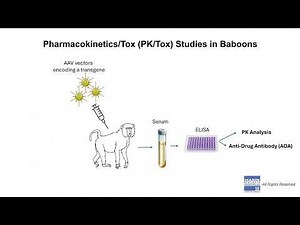 Development of Potency and PK Assays for AAV Vectors- Marin Biologic Laboratories, Novato, CA