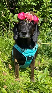 12K views · 484 reactions | Midsommar with dogs ❤ #sweden | Swedish Outlook | Facebook