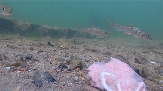 琵琶湖与鄱阳湖