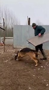 810K views · 5.1K reactions | Leopard Attacks Dog — Owner Risks Life...