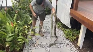 Large python tries to eat a four-month-old puppy