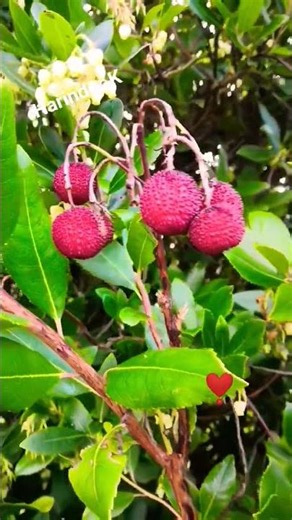 Strawberry Tree (Arbutus Unedo) 🍓 # naturewalk