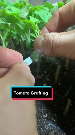 Grafting Tomatoes 🍅 We did this 12x64 times today 🙌 Grafting is super fun but the brain drain at the end of the day is real! It requires a lot of focus and attention to detail to ensure that the size of the stems are similar, the angle of the cuts are the same and also the orientation of the angles is the same when aligning and placing the scion onto the rootstock. Additionally we have to get it done in one day so that they all make it into the healing chamber.