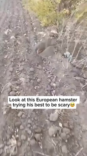 Gambero Europeo: Características y Hábitat
