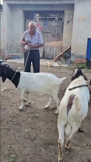 You Won’t Believe What This Goat Can Do85