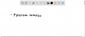 SOLVED:What is the product of pyruvate under anaerobic conditions?