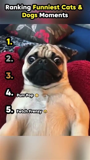Ranking Funniest Cats & Dogs Moments 6 || #shorts #ranking #rankingshorts #bestmoments