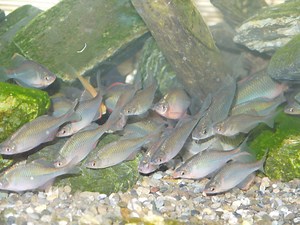 タナゴの飼育方法-水槽・種類・寿命・大きさ