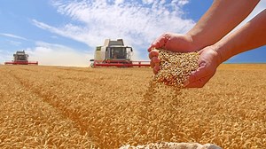 Le groupe italien BF révolutionne la production de blé dur en Algérie