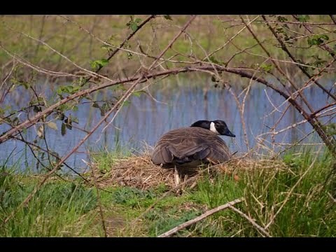 Building Goose Islands