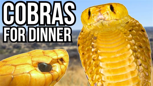 The Dark Side Of Nature - 5 Strange Cases Of Animal Cannibalism