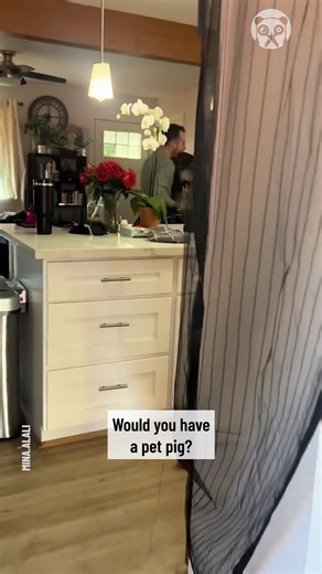 Adorable tantrums of a grumpy pig | Crafty Panda How