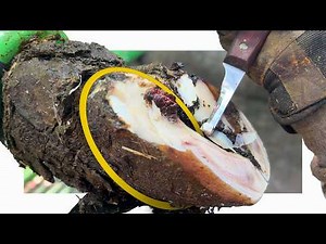 There's Something PROTRUDING From This Cow's Hoof ... (So SATISFYING To Fix!)